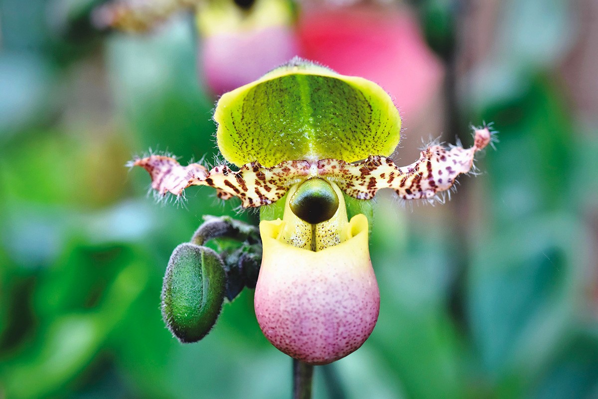 Orchideria di Morosolo